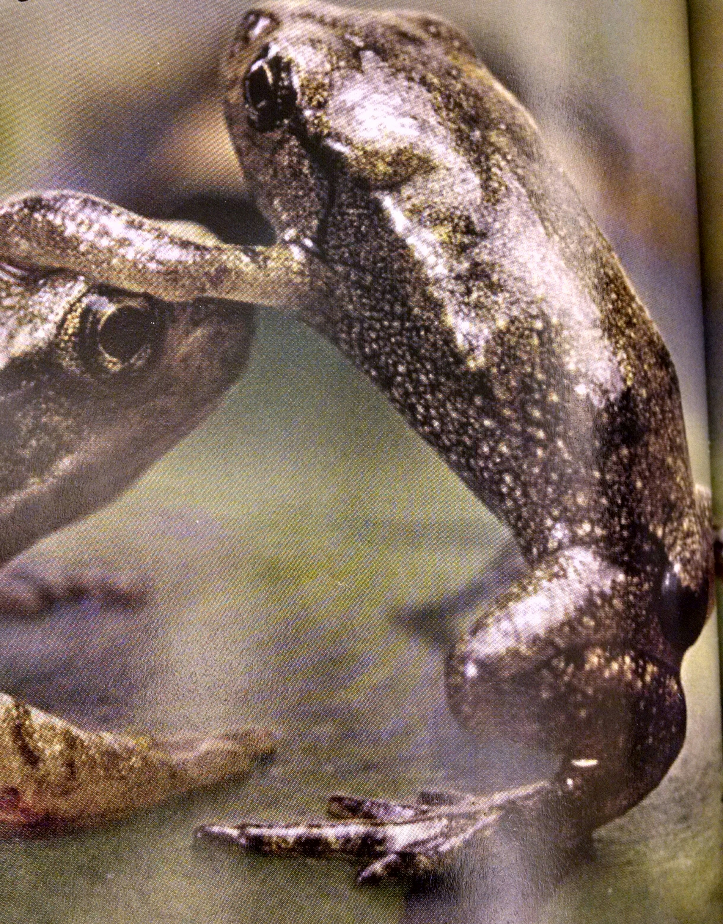 Photo from Tadpole to Frog